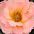 Narancssárga - Virágágyi floribunda rózsa - Animo
